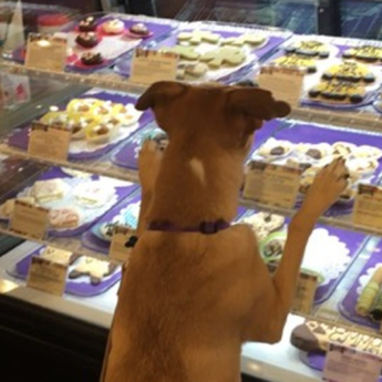 Bakery