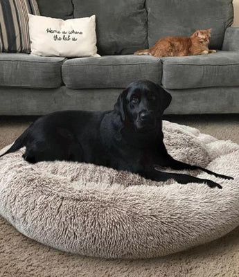 Dog Beds