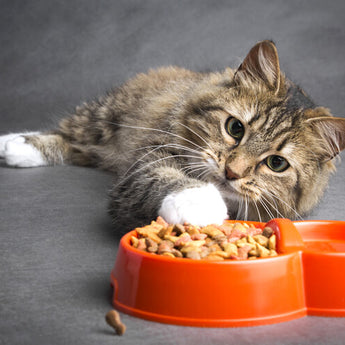 Cat Food