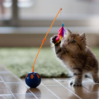 Cat Toys