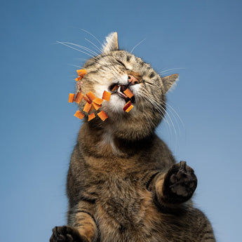 Cat Treats