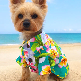 Dog Accessories and Apparel