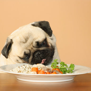 Dog Food