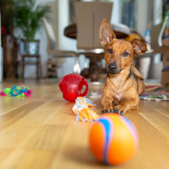 Dog Toys - Old Draft Page