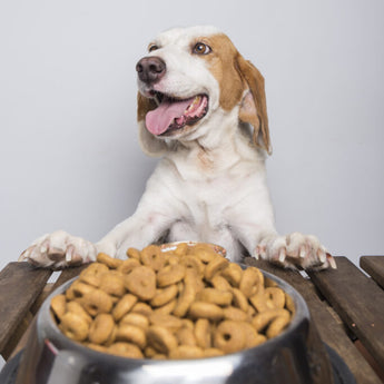 Dog Treats