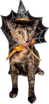 Pet Krewe Witch Dog & Cat Costume